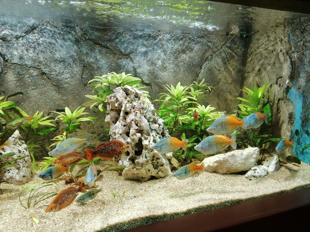 Aquarium Des Tropiques景点图片