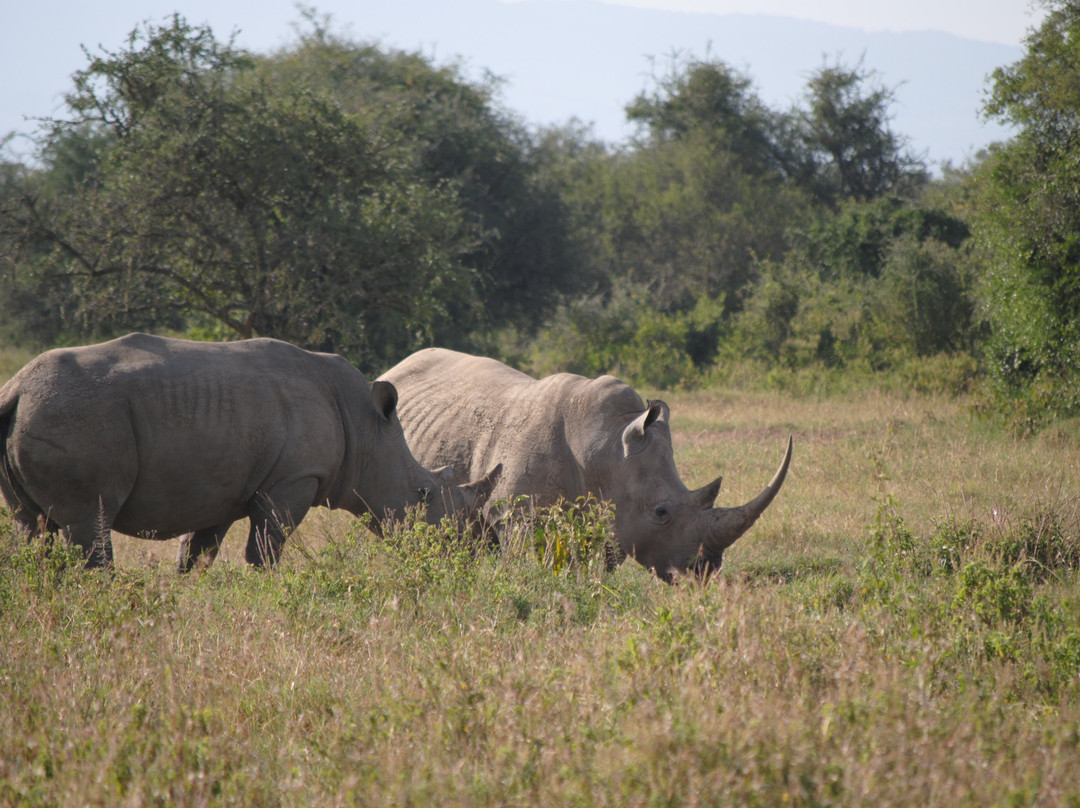 Jadi Africa Safaris-内罗毕必去景点