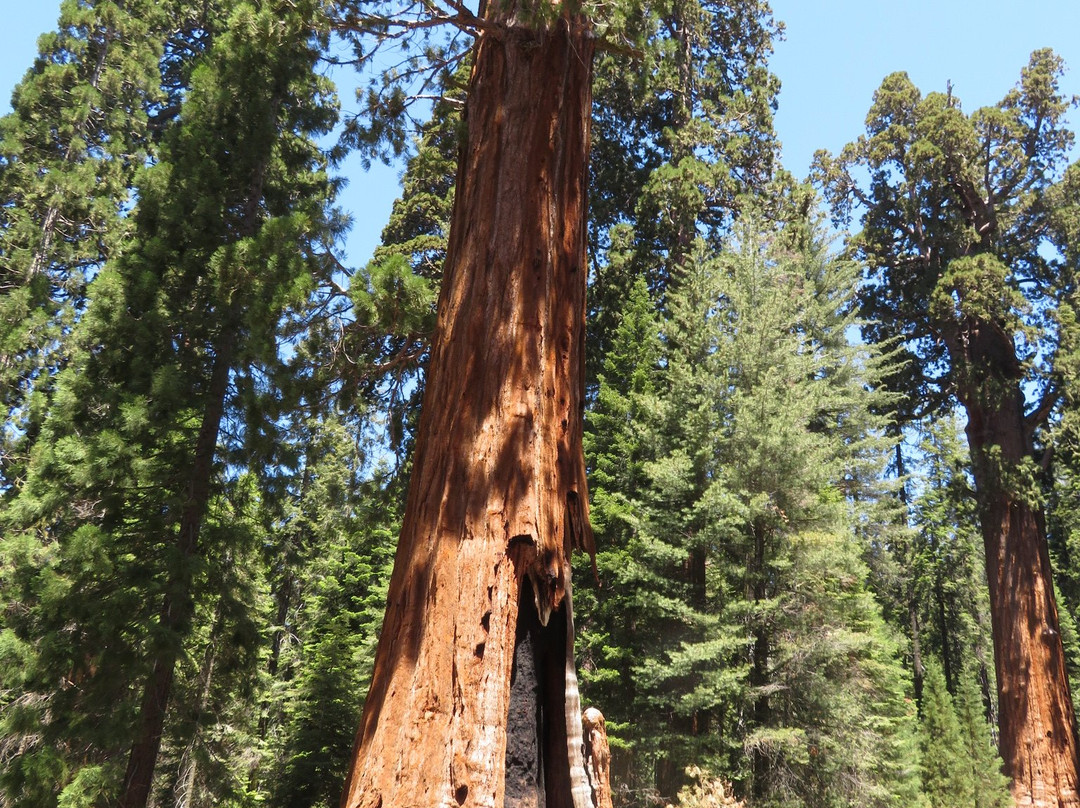 General Sherman Tree-红杉&国王峡谷国家公园必去景点