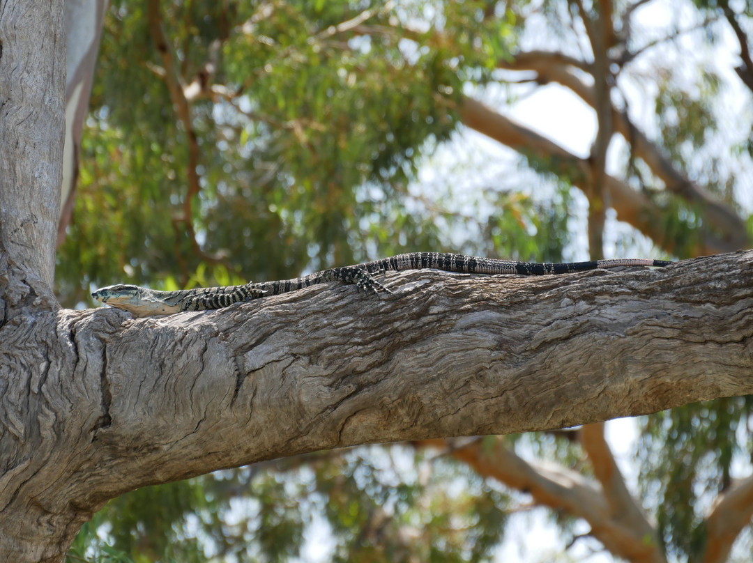 Loch Luna Cruises-Kingston on Murray必去景点