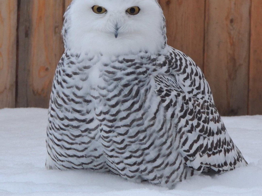 Centre D'interprétation Des Oiseaux De Proie De Godbout-Godbout必去景点