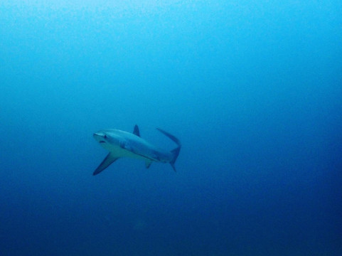 Ocean Passion Malapascua-妈妈拍丝瓜岛必去景点