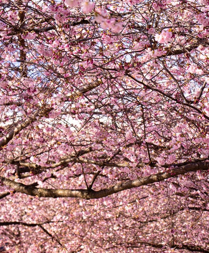 Kungsträdgården-斯德哥尔摩必去景点