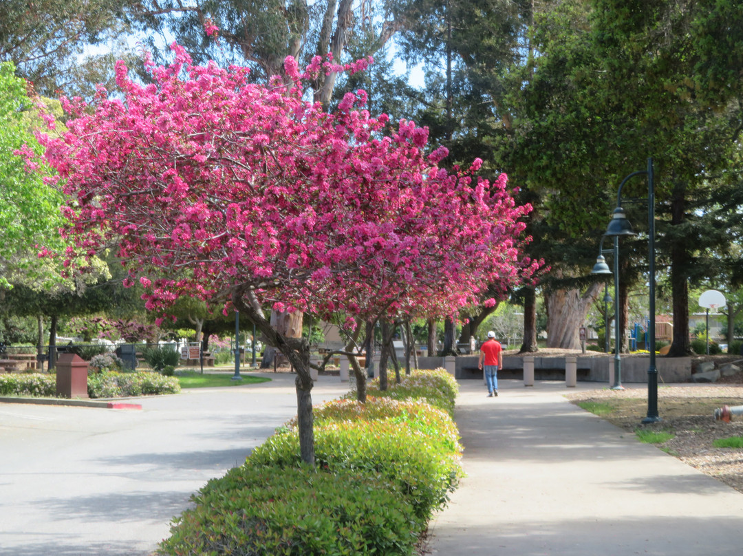 Rengstorff Park & Pool-山景城必去景点