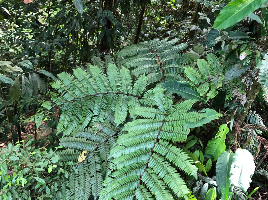 Selva Verde Lodge主图