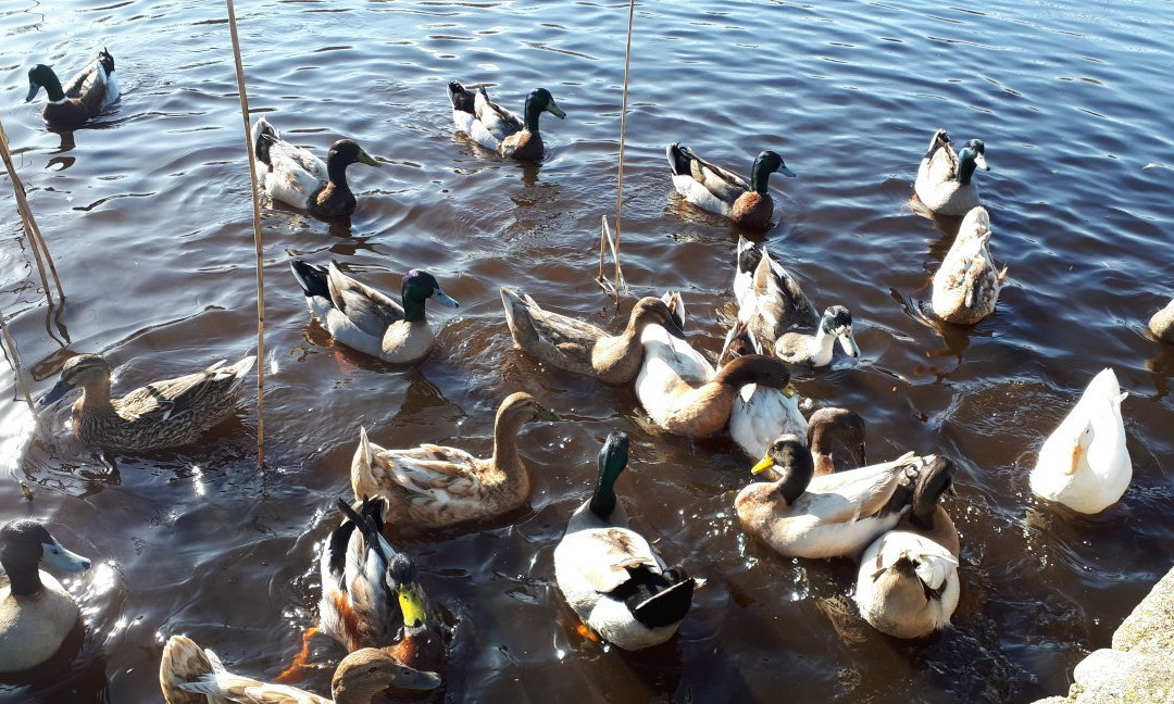 Scilly Carts Ltd-St Mary's必去景点