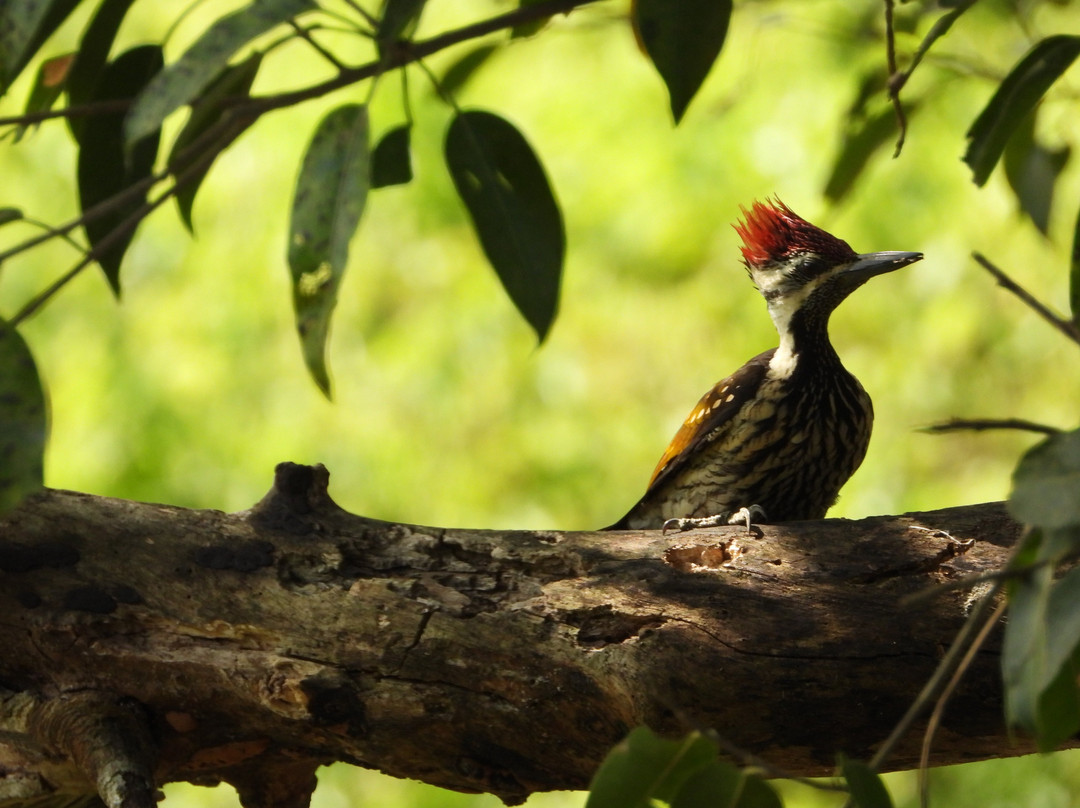Wilpattu Tree House Hotel主图