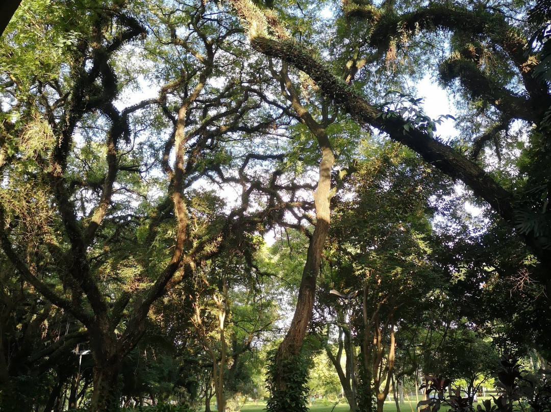 伊比拉布维拉公园-圣保罗必去景点