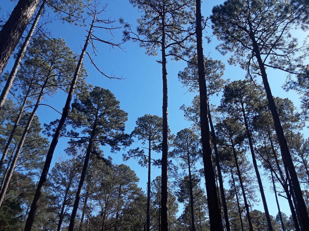 Kisatchie National Forest景点图片