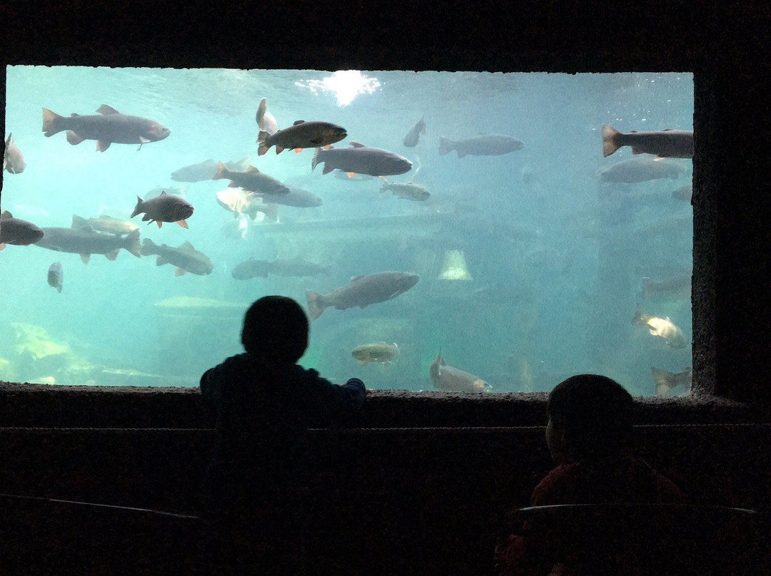 Acuario Lago Puyehue-Puyehue必去景点