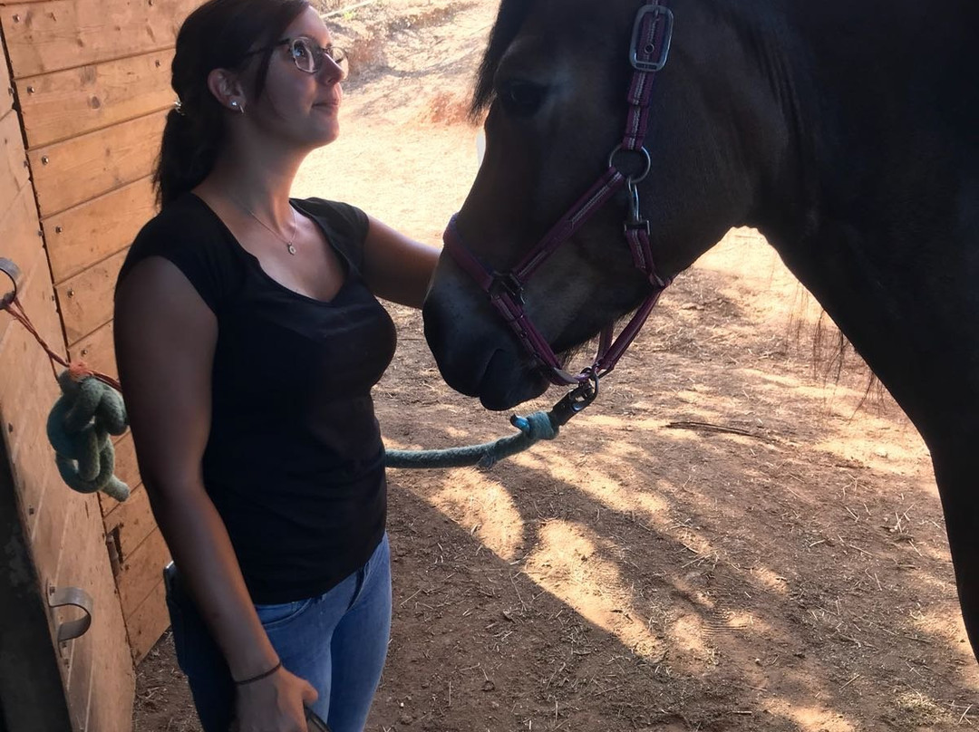 Carolina's Holiday Horses-Skripero必去景点