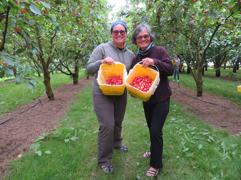 Cheeki樱桃园-克伦威尔镇必去景点