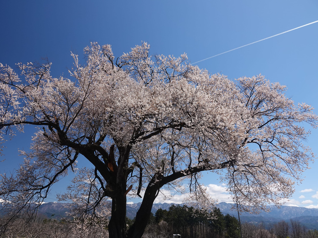 Shintahara No Edohigan Sakura景点图片