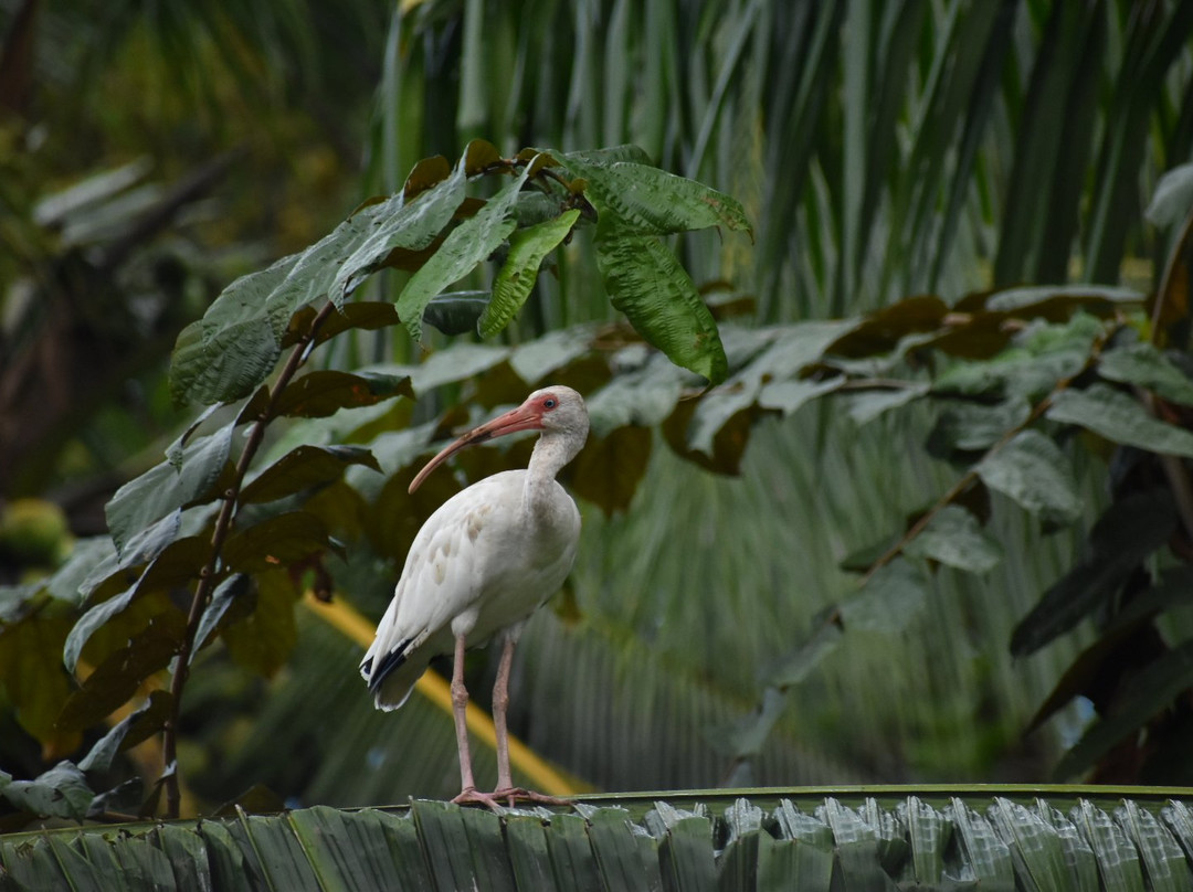 Mangrove Wildlife Tours景点图片