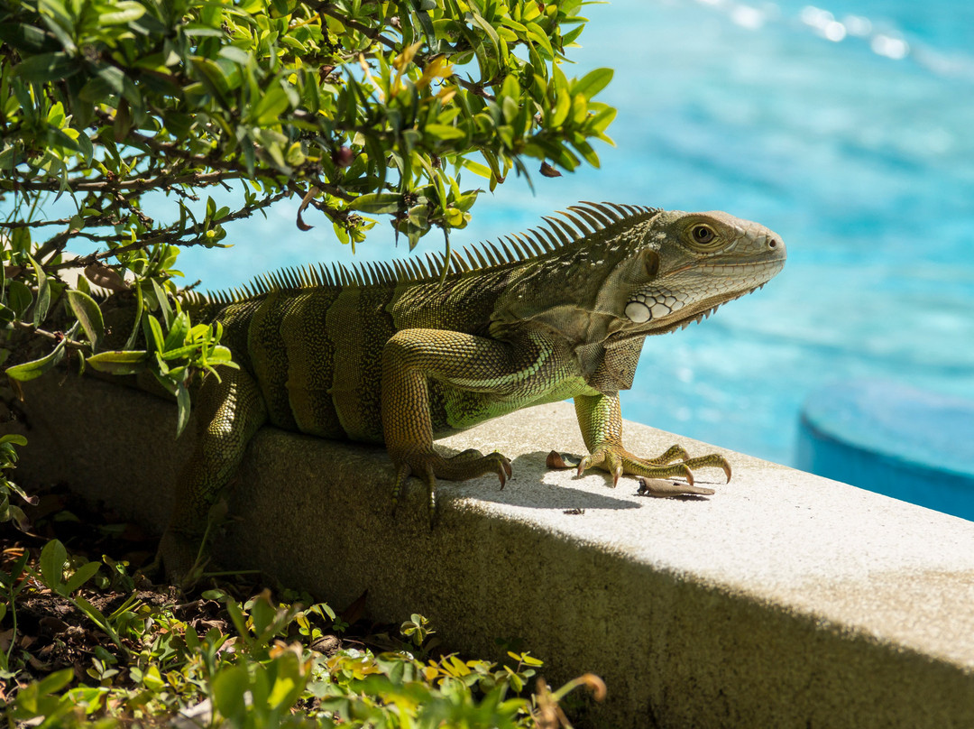 Lagomar El Penon主图
