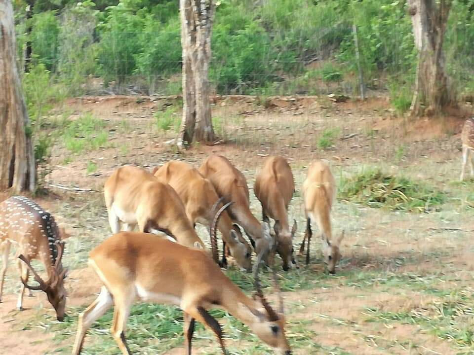 Basnayaka Tours-Embilipitiya必去景点