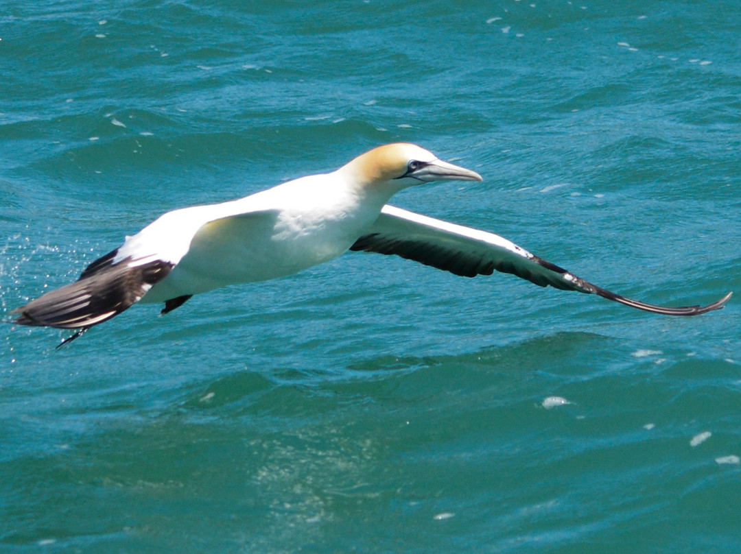 Southern Wanderer Scenic Cruises-阿卡罗阿必去景点