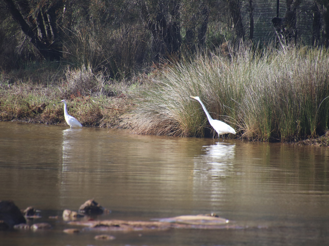 Creery Wetlands Nature Reserve景点图片