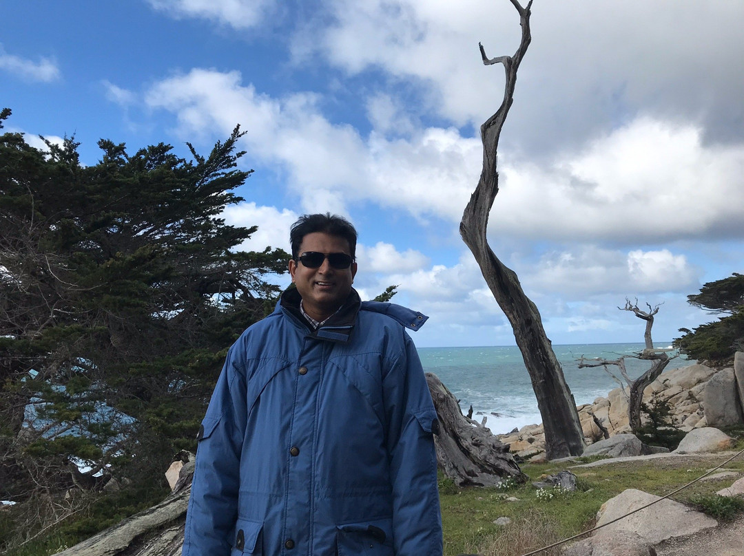 Ghost Tree-圆石滩必去景点