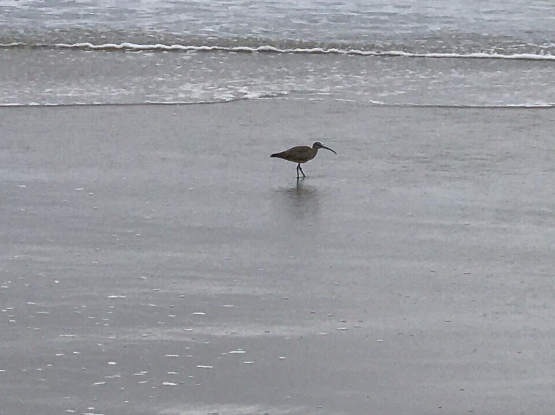 Dana Strands Beach-德纳角必去景点