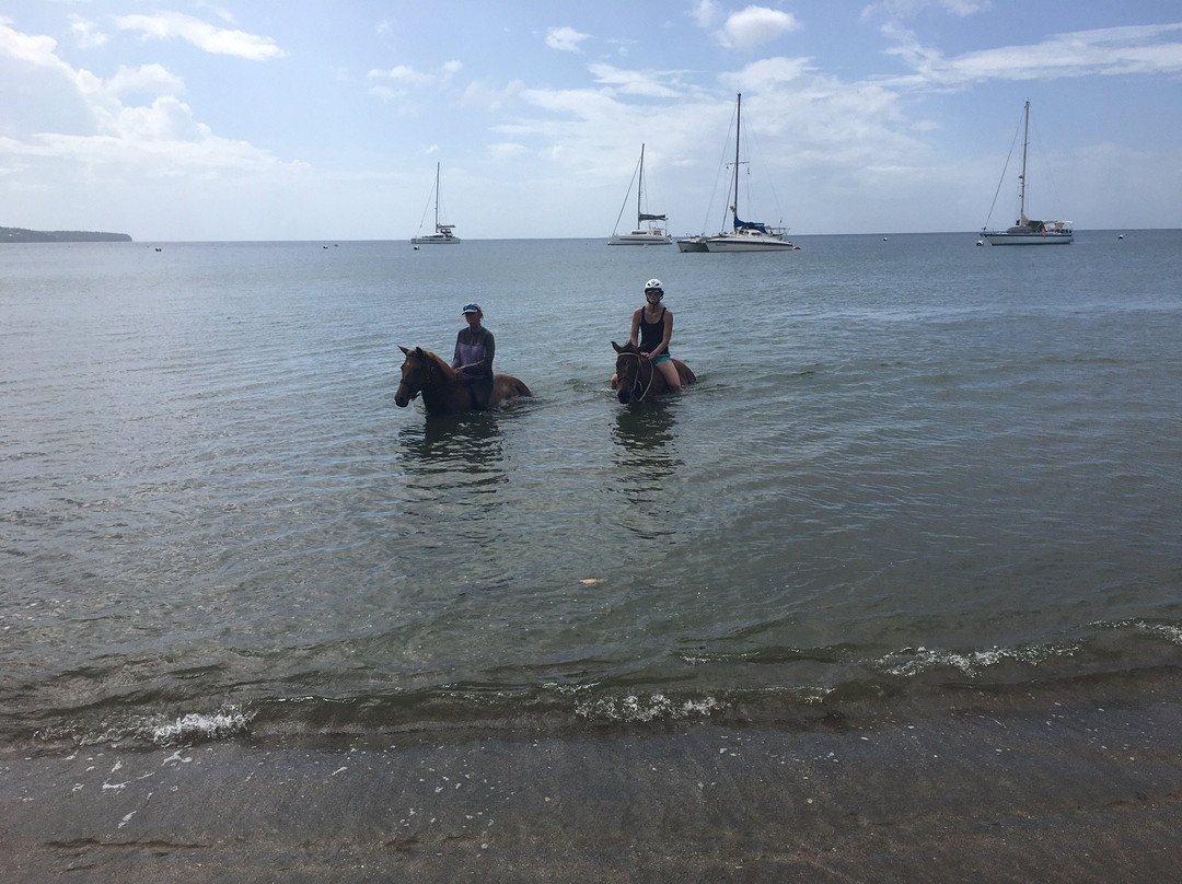 Rainforest Riding-Portsmouth必去景点