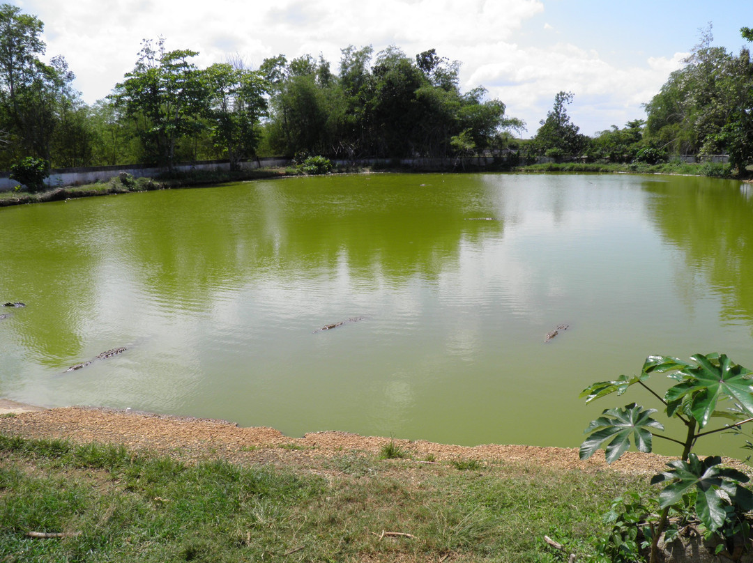 Crocodile Farm景点图片