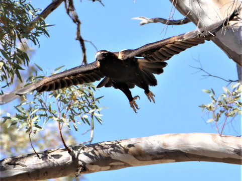 SA Eco Tours-阿德莱德必去景点