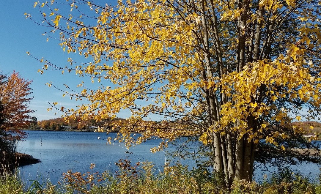Haliburton Skyline Park景点图片