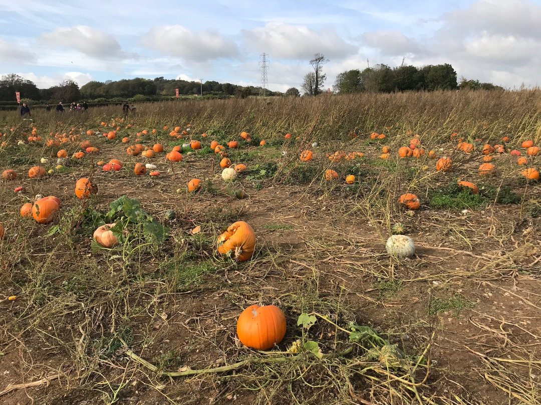 Pumpkin Picking Patch景点图片
