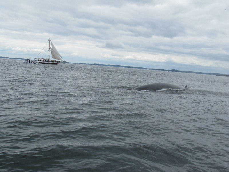 Island Cruises Whalewatching-Campobello Island必去景点