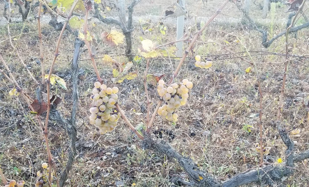 Agroturism Marica Gaj主图