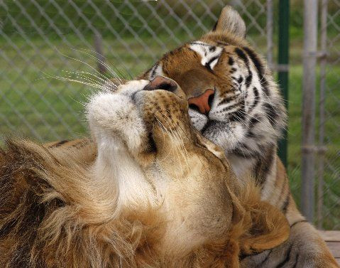 Rockwell旅游攻略图片