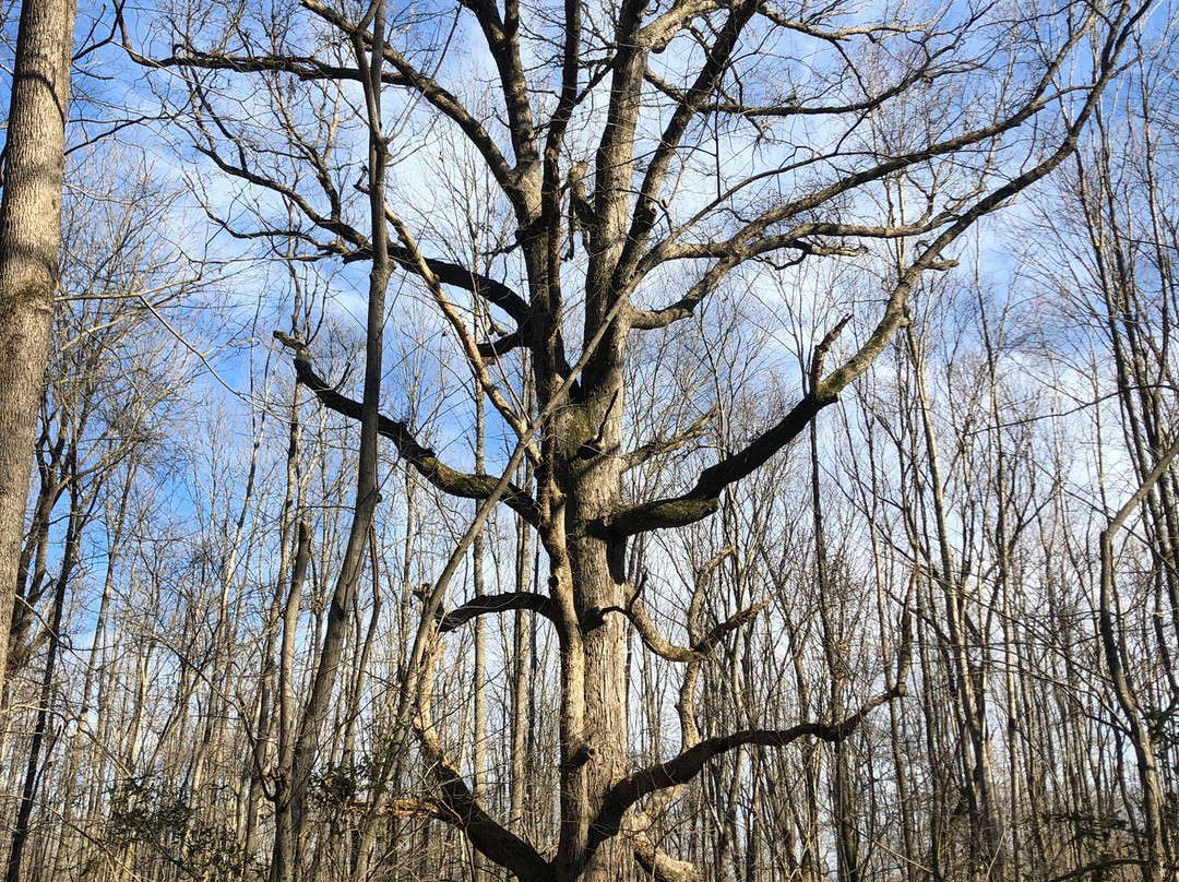 Six Mile Creek Greenway-夏洛特必去景点