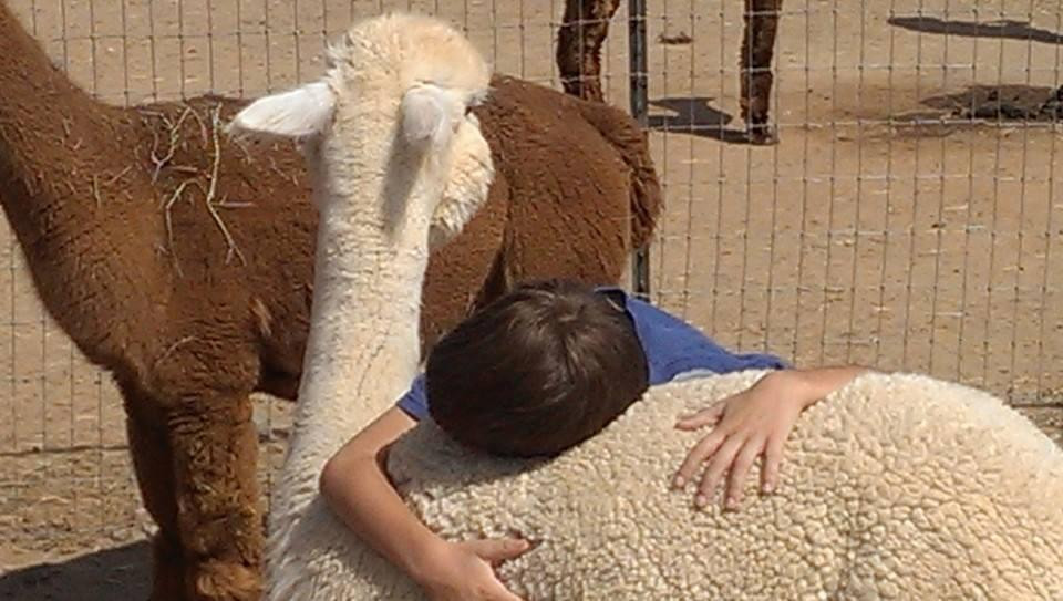 Humming Desert Alpacas景点图片