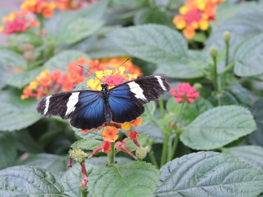 The Original Mackinac Island Butterfly House & Insect World景点图片