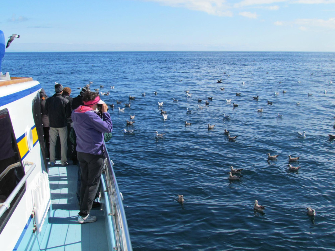 Westport Seabirds Pelagic Tours景点图片