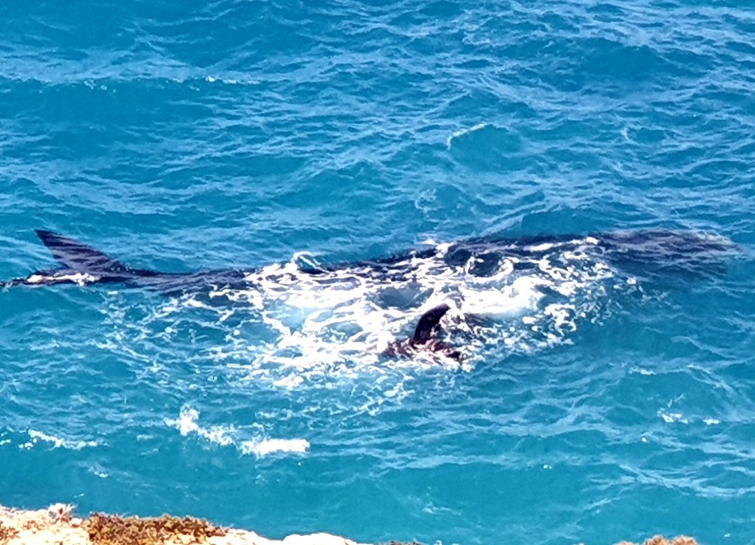 Head of Bight-Ceduna必去景点