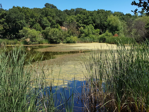 Pearson-Arastradero Preserve-帕罗奥多必去景点
