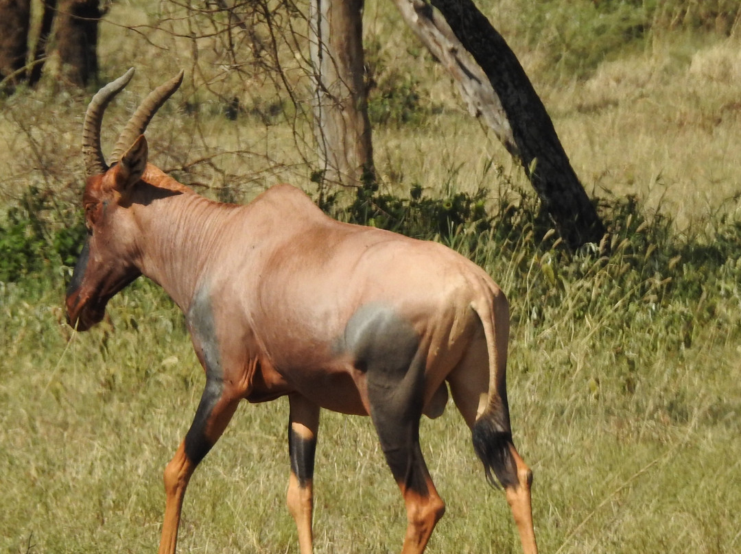 Seronera-塞伦盖蒂国家公园必去景点