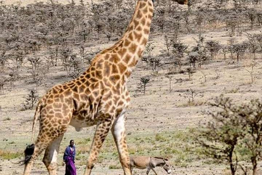 Summit Jaunts Safari-阿鲁沙必去景点