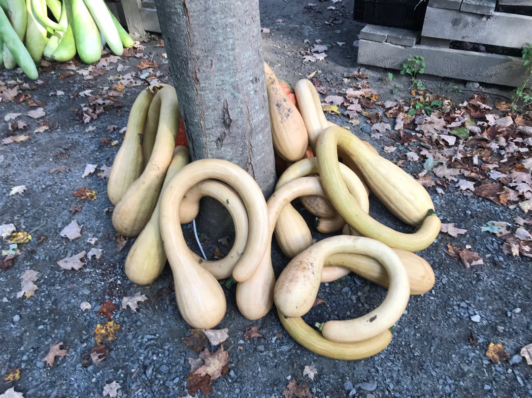 Brattleboro Farmers' Market-布拉特尔伯勒必去景点