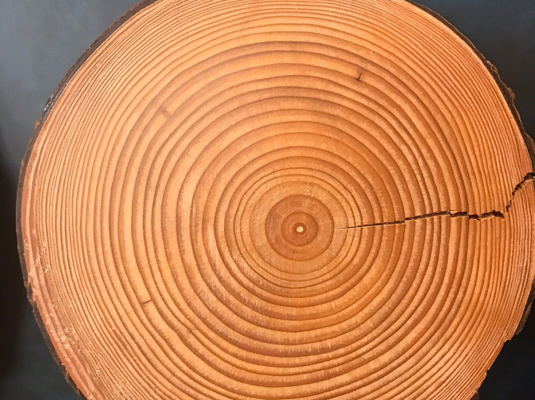 Siuslaw National Forest-科瓦利斯必去景点