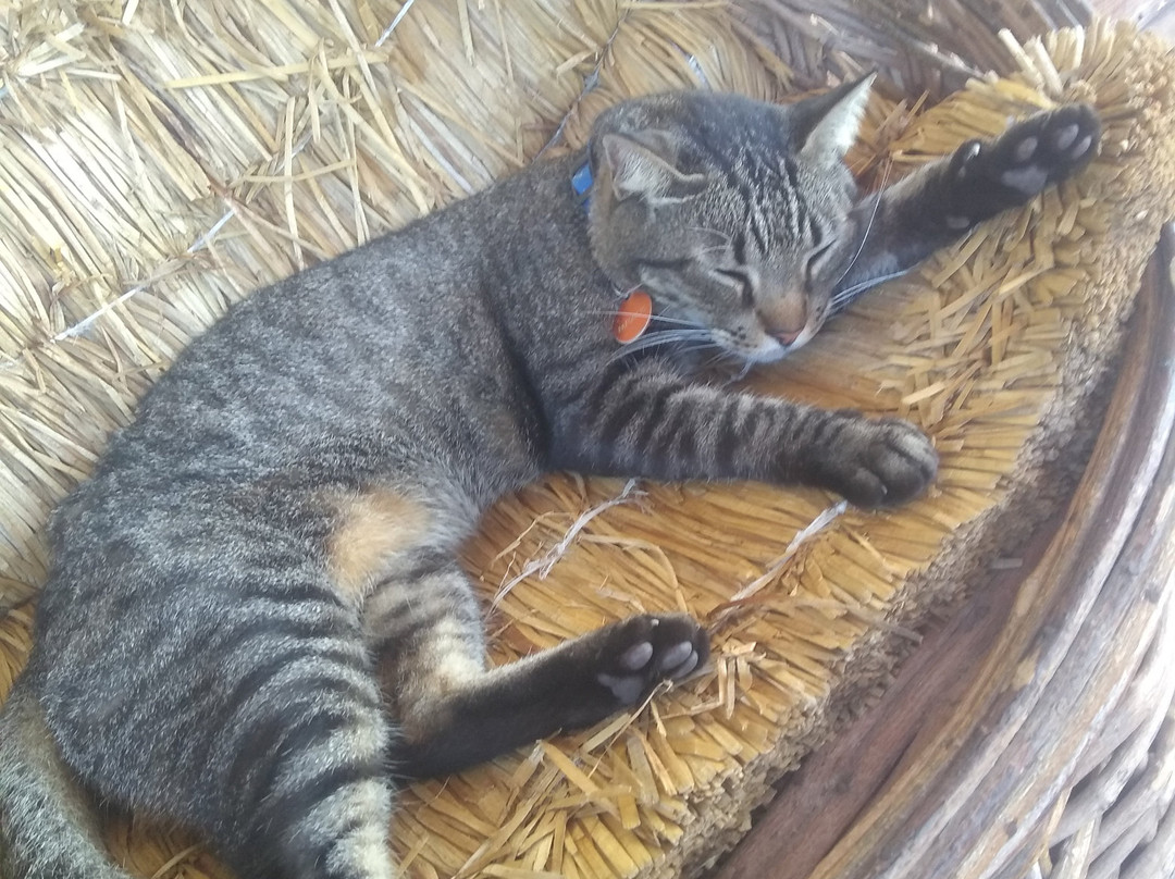 Pousada Solar das Gaivotas主图