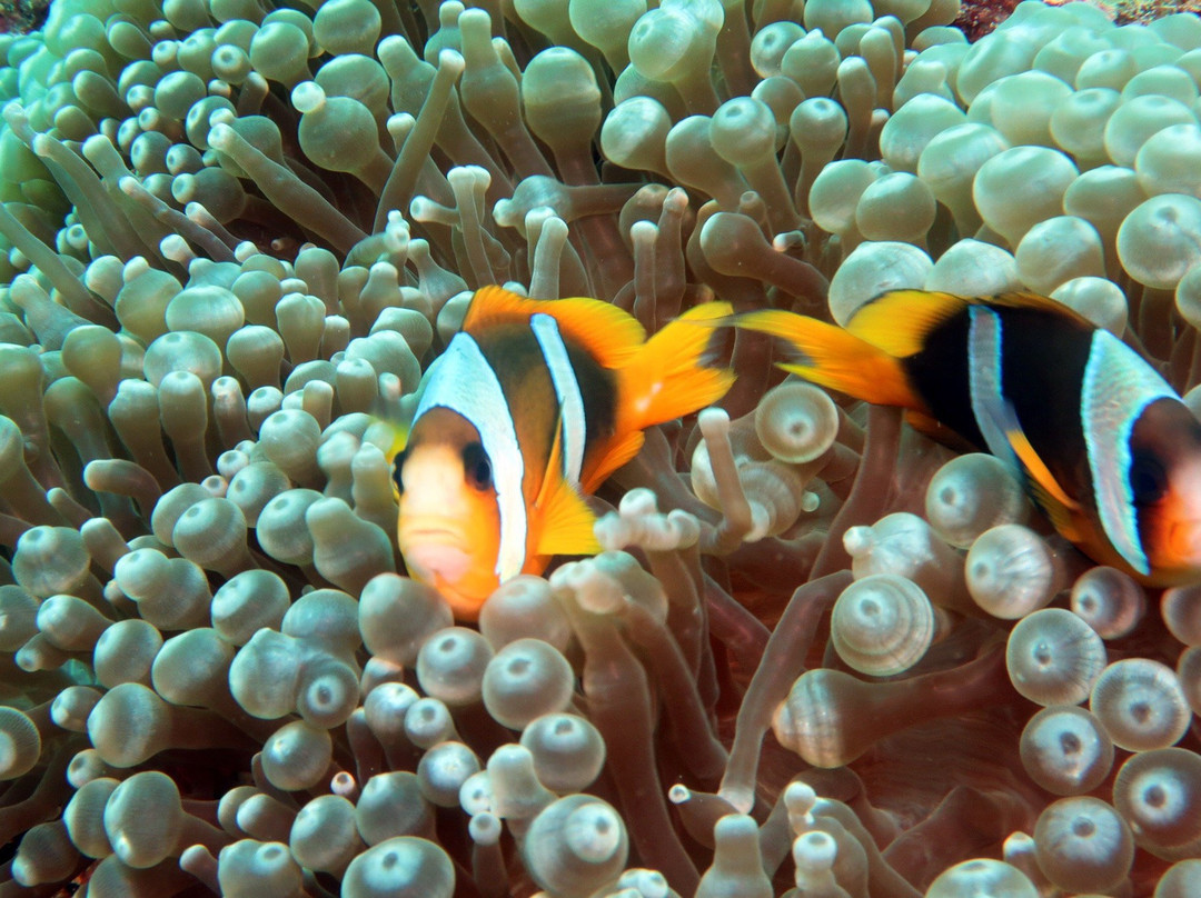 Our Ocean Diving Center景点图片