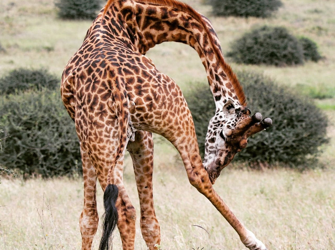 Luxing Warriors-内罗毕必去景点