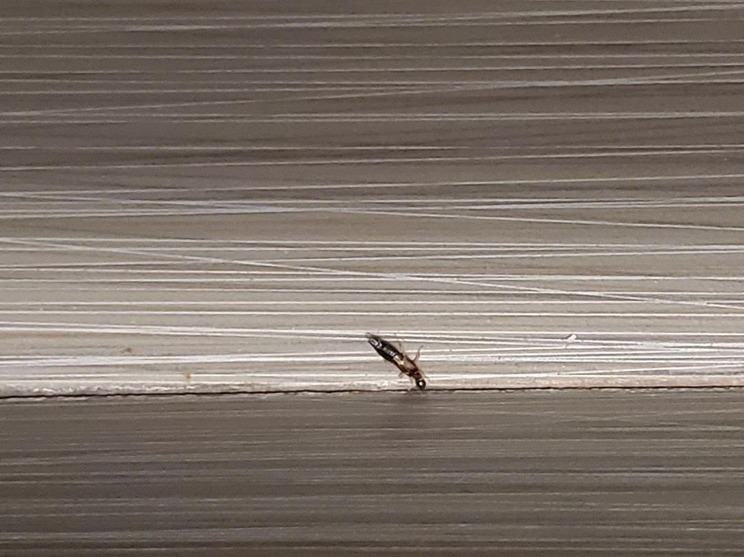 Hampton Inn Anderson/alliance Business Park主图