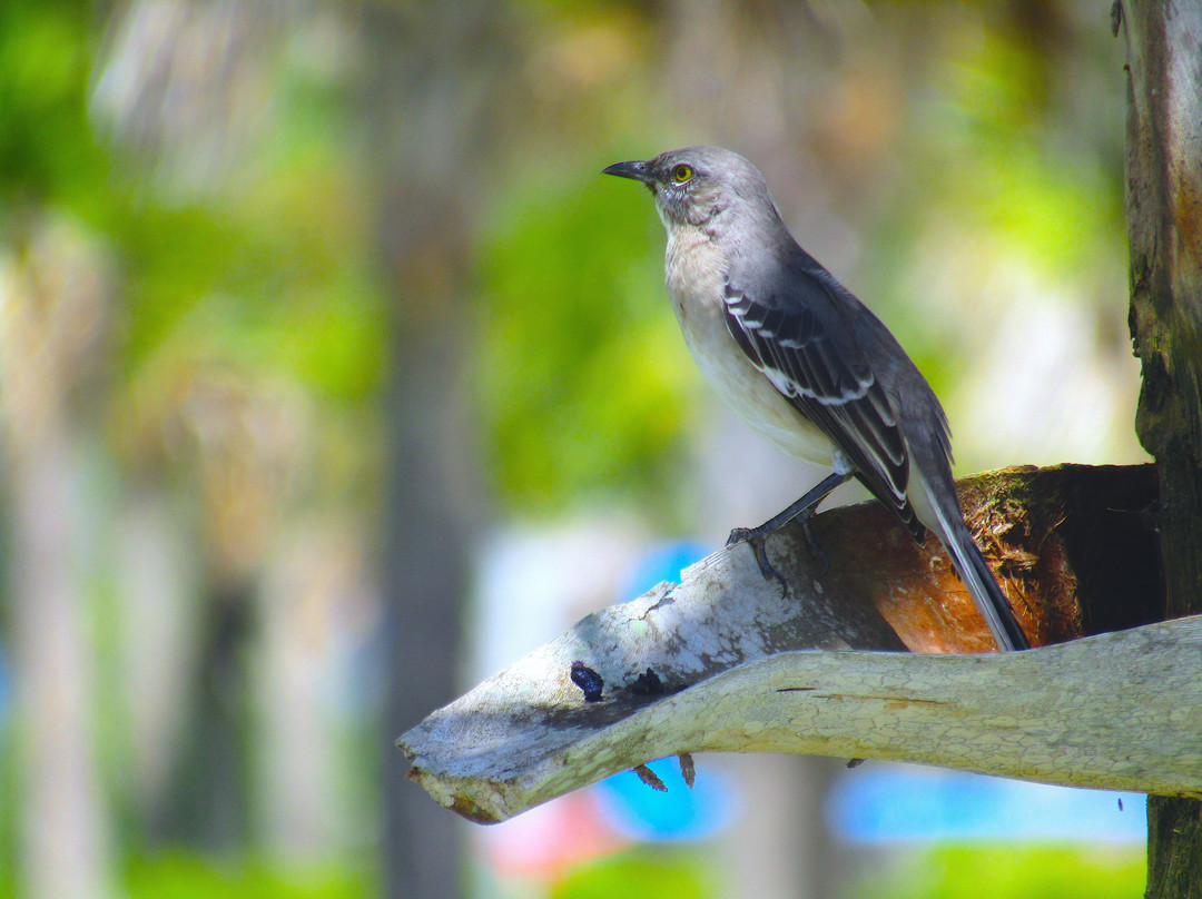 Tom Bennett Park-布雷登顿必去景点