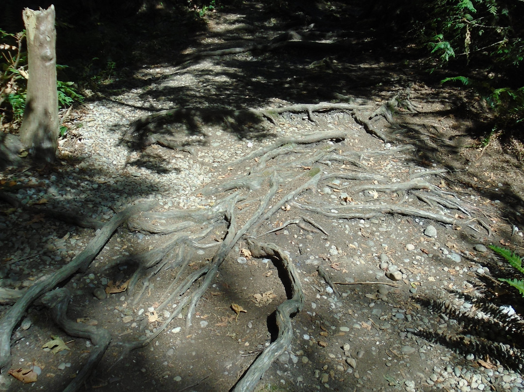 Byrne Creek Ravine Park-本那比必去景点