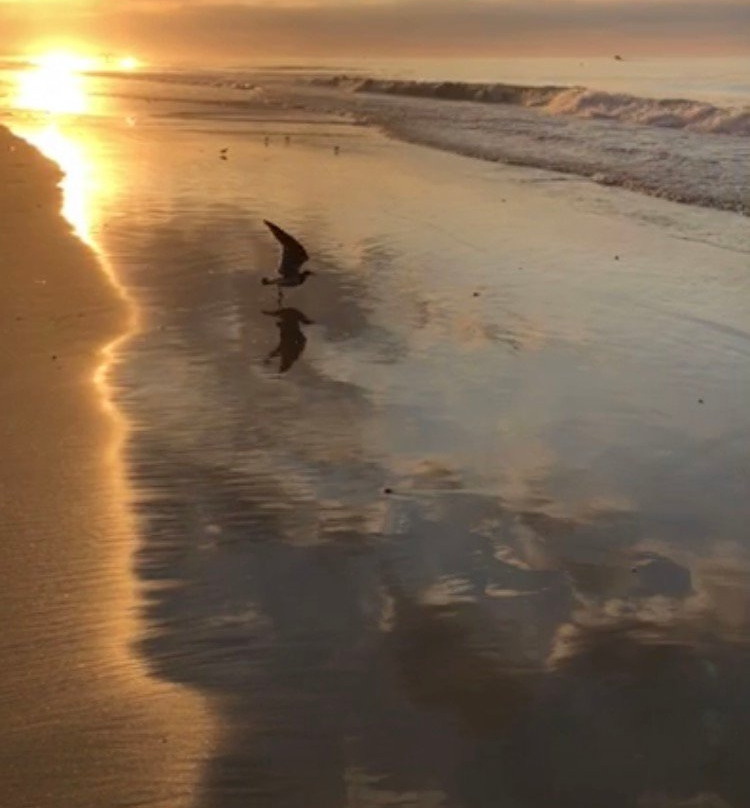 Sea Shell Motel主图