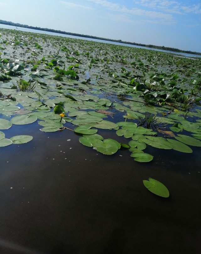 Danube Delta Wildlife Boat Tours景点图片